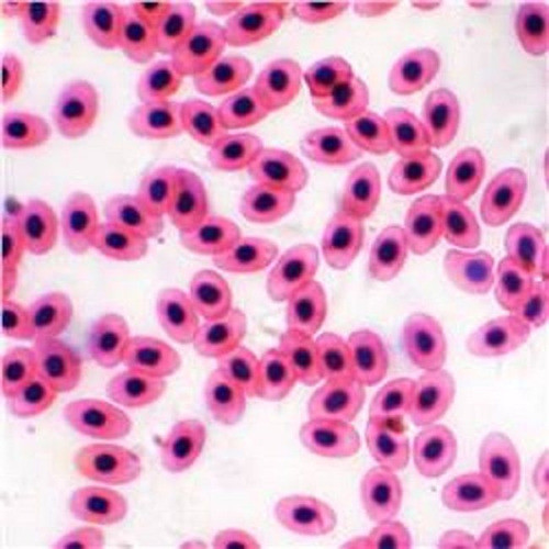 Lâminas Preparadas Para Estudo Do Ensino Médio 50 Peças 1