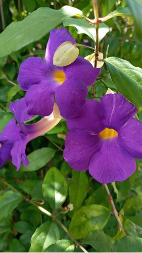 Thunbergia Erecta, Manto De Rey. Bellísimas Flores. 1