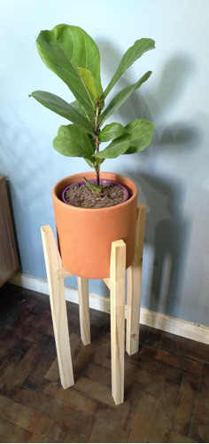 Planta Ficus Pandurata + Maceta Cilindro + Pie Nórdico 1
