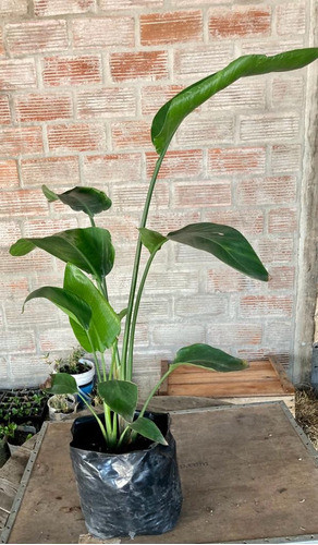 Strelitzia Nicolai Planta De Interior Flor De Pajarito Deco 1