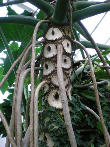 Vivero Cielo Verde Orgánico, Filodendro, Philodendron Grande 1