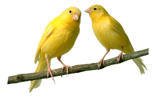 Ración/comida Para Canarios Y Cotorritas Australianas 500grs 0