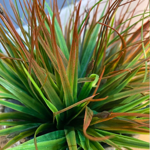 Planta Artificial Dracaena 1