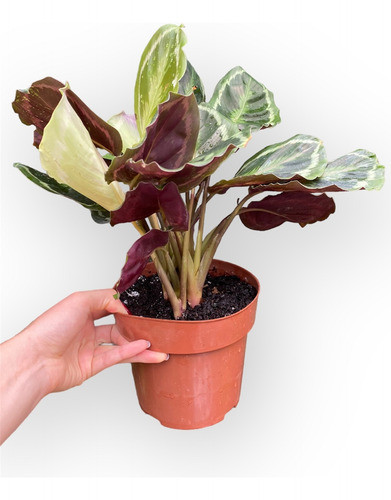 Calathea Medallion 1