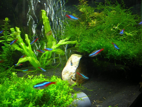 Neon Surtido Chico Siempre Mundo Acuatico 1