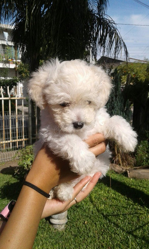 Caniche Mini Toy Los Más Tiernos 0