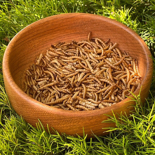 Tenébrio Comum Desidratado - Pequeno - 20g 1