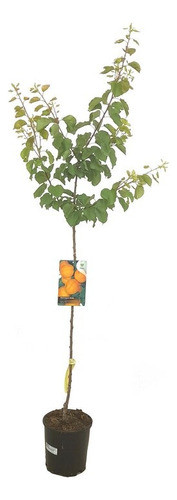 Quercus Robur (roble Europeo) 0