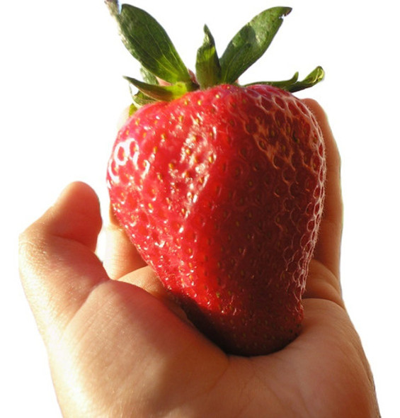 Sobre Para Sembrar 15 Plantas De Freson Frutillas Gigantes 0 Sobre Para Sembrar 15 Plantas De Freson Frutillas Gigantes 0