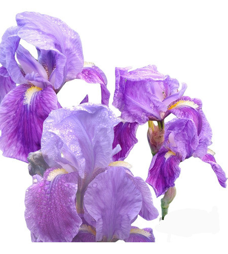 Iris Germanico Azul / Violaceo 0