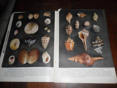 Shells Take You Over World Horizons R Platt Caracol Concha 1