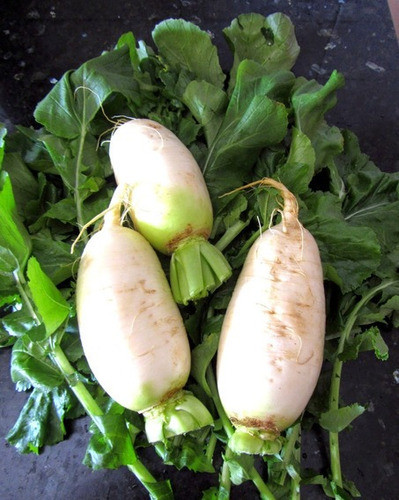 Nabo Vertus Semillas Orgánicas!!! 1