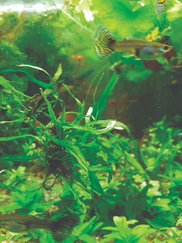 Microsorum Pteropus  True Needle Leaf 1