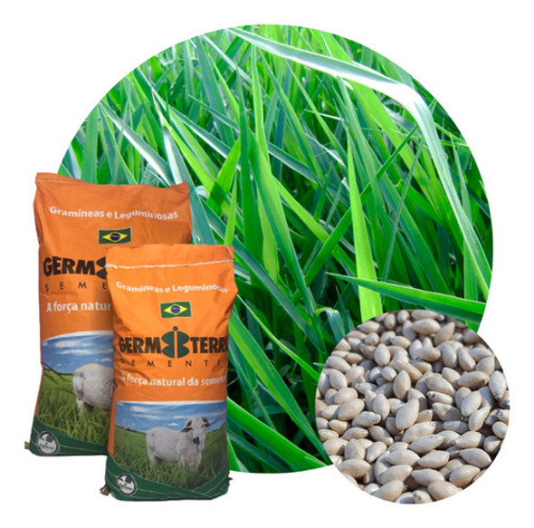 Sementes Braquiária Decumbens Cv Basilisk Incrustada 1kg 0