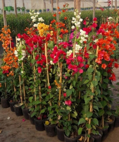 Planta De Santa Rita Bougainvillea Glaba 1 Planta De Santa Rita Bougainvillea Glaba 1