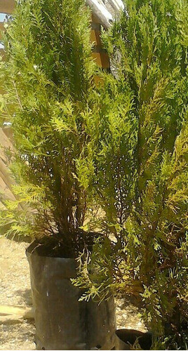 Tuya Pino Enano Coniferas  De 35cm A $90!!!!!! 1