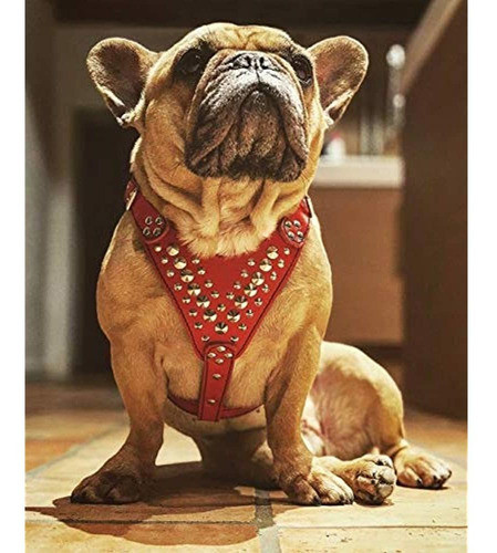 Arnes De Cuero Con Tachuelas Bestia. Tamaño De Bulldog Fra 1