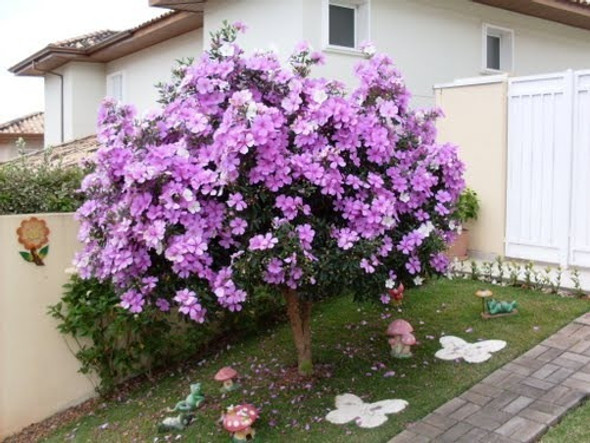 Frete Grátis Manacá + Quaresmeira Rosa E Roxa Sementes Flor 0 Frete Grátis Manacá + Quaresmeira Rosa E Roxa Sementes Flor 0
