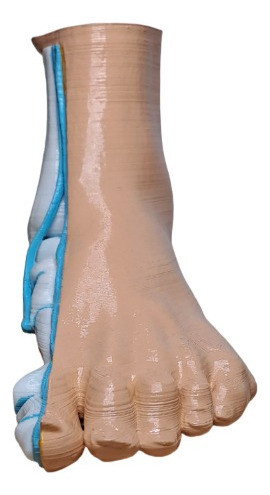 Modelo Pie Normal - Anatomía - Maqueta - Educativo 1