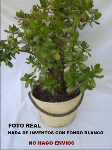 Planta- Arbol De Jade ( Gran Tamaño ) 10k - No Hago Envios 1