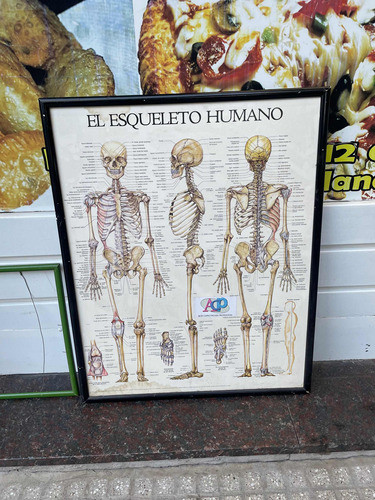 Cuadrado Del Esqueleto Humano 74x60 0