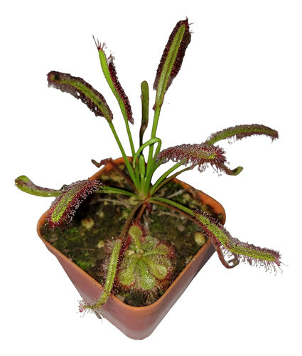 Planta Carnivora Droseras Capensis! 0