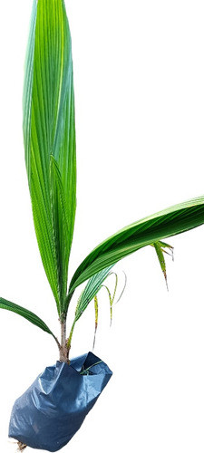 Palmeras Pindo, Más De 1m 0