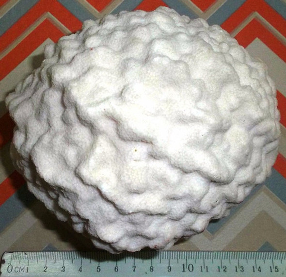 Coral Marino Coral Cerebro Caracol Concha Mar Pecera Baño 1 Coral Marino Coral Cerebro Caracol Concha Mar Pecera Baño 1