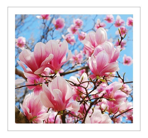 Lamina Fine Art Magnolias Flores Modernas 60x65 Myc 0
