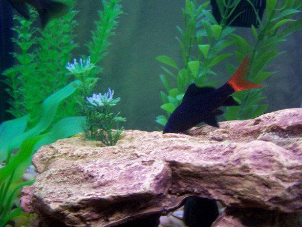 Labeo Bicolor Chico Surtido Oferta Por Mundo Acuatico 0