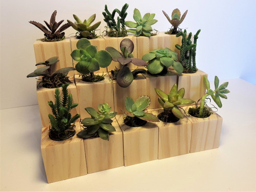 Maceta + Suculenta  4 X 4cm  Souveniers Producto Sustentable 1
