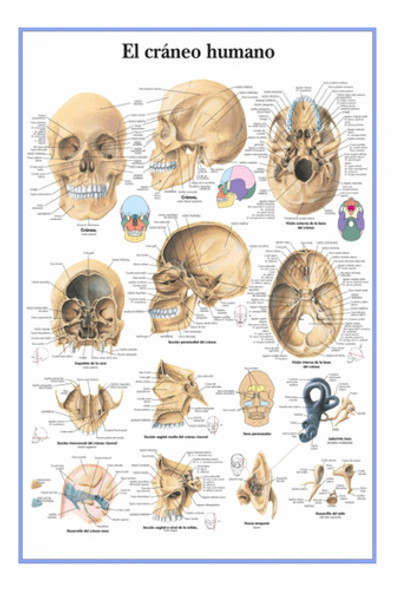 El Cráneo Humano - Huesos - Anatomía - Lámina 45x30 Cm. 1