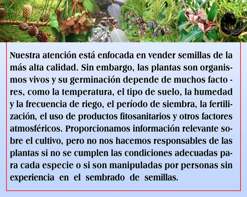 Semillas De Árbol De Las Pasas 1