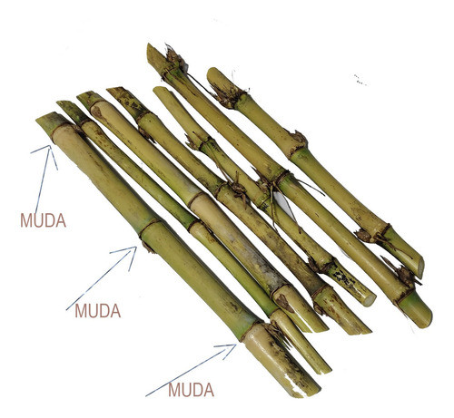 Original Capiaçu 500 Gemas Safra 2024 1