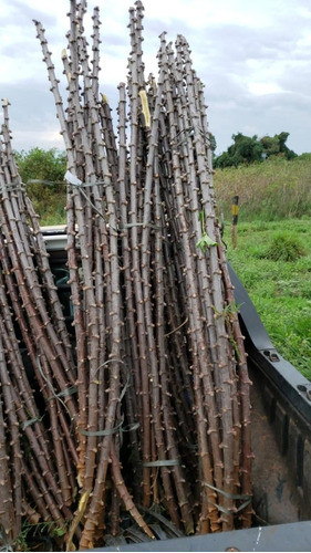 (400) Ramas/manivas Mandioca De Mesa Amarela - Brs-429 /399 0