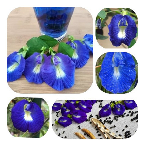 100 Sementes Borboleta Azul Fadinha Azul P/ Vasos Canteiros 1