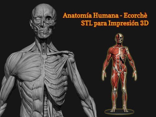 Anatomía Humana - Ecorchè - Stl Impresión 3d 0