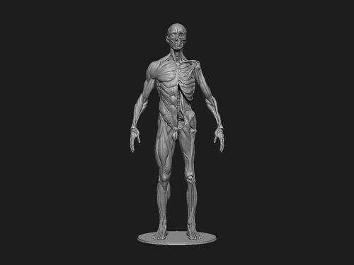 Anatomía Humana - Ecorchè - Stl Impresión 3d 1