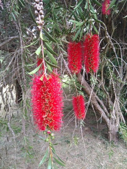 Plantas Cálistemon Imperial 1 Plantas Cálistemon Imperial 1