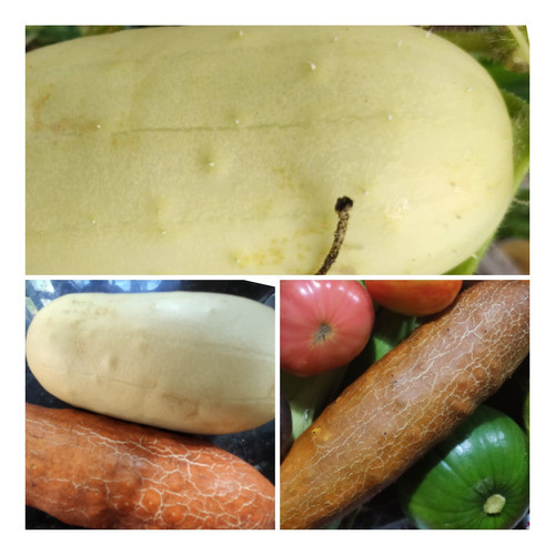 Mix Sobre Semilla Pepino Blanco Rojo Y Pepinillo 0