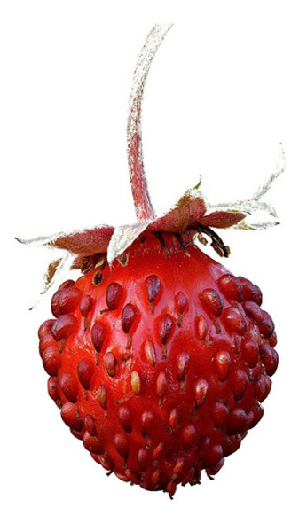 Planta Frutilla Del Bosque  Fresa Salvaje 0 Planta Frutilla Del Bosque  Fresa Salvaje 0