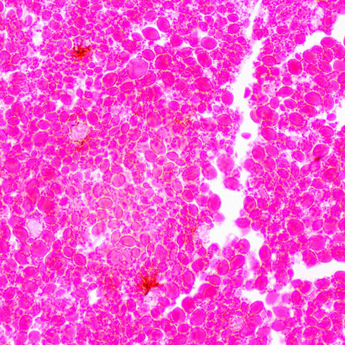 Lâminas De Microscópio Preparadas Para Embriologia 30 Peças 0