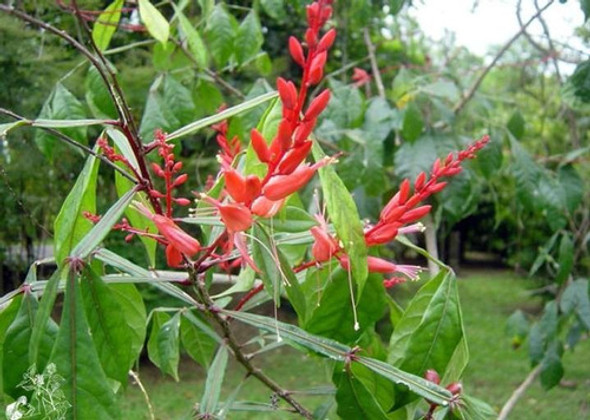 Extrato Fluido De Pau Tenente - Com 200ml 1