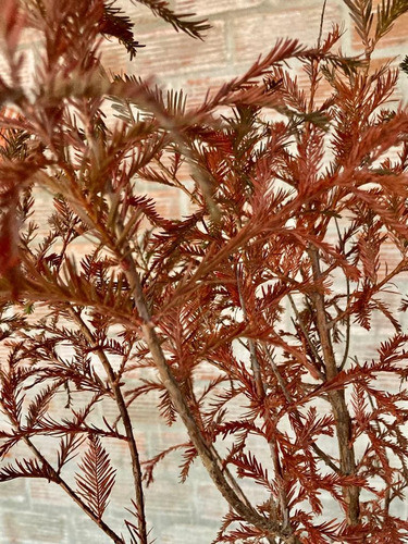 Cipres Calvo Arboles De 2 Años Taxodium Distichum 1
