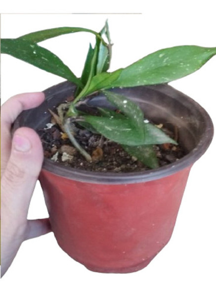 Planta Nacar U Hoya Carnosa Jungle Exotica Chica 0