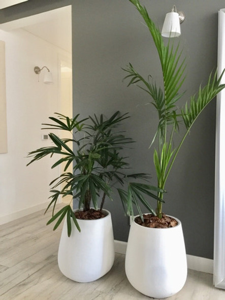 Maceta Gota Decora Con Verde! Living Oficina Incluye Palmera 1