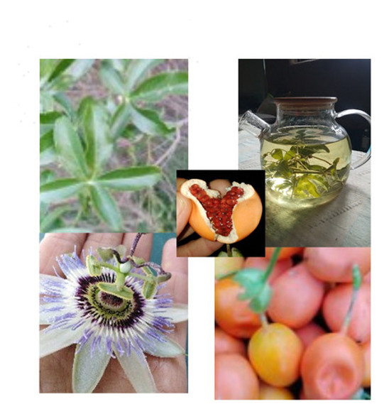 Flor Y Planta De Mburucuyá- Passiflora 1 Flor Y Planta De Mburucuyá- Passiflora 1