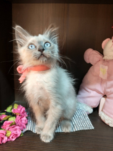 Hembras Siamés Tabby ( Hembras ) 1