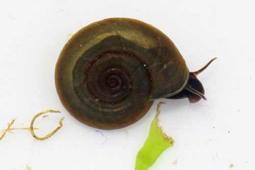 100 Caracoles Planorbis Marron_alimento Botias_tortugas 0