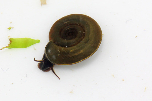 100 Caracoles Planorbis Marron_alimento Botias_tortugas 1